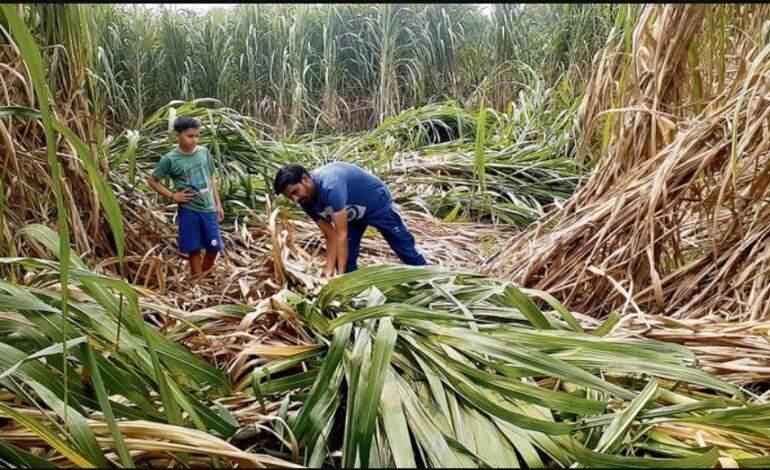 ਪੰਜਾਬ ਸਰਕਾਰ ਵੱਲੋਂ ਗੰਨੇ ਦੇ ਭਾਅ ’ਚ 15 ਰੁਪਏ ਦਾ ਵਾਧਾ
