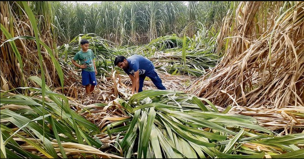 ਪੰਜਾਬ ਸਰਕਾਰ ਵੱਲੋਂ ਗੰਨੇ ਦੇ ਭਾਅ ’ਚ 15 ਰੁਪਏ ਦਾ ਵਾਧਾ