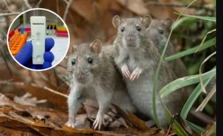 Hantavirus Cruise Ship: ਸਪੇਨ ਦੇ ਟੈਨਰਿਫ ਟਾਪੂ ’ਤੇ 10 ਮਈ ਨੂੰ ਪੁੱਜੇਗਾ ਹੰਟਾਵਾਇਰਸ ਪ੍ਰਭਾਵਿਤ ਕਰੂਜ਼