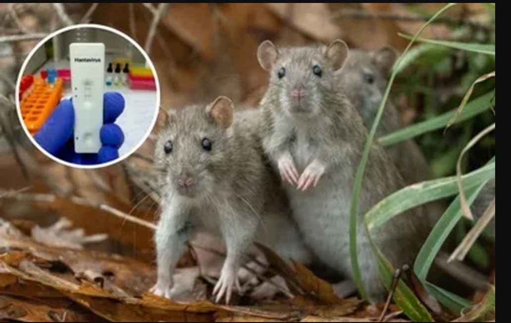 Hantavirus Cruise Ship: ਸਪੇਨ ਦੇ ਟੈਨਰਿਫ ਟਾਪੂ ’ਤੇ 10 ਮਈ ਨੂੰ ਪੁੱਜੇਗਾ ਹੰਟਾਵਾਇਰਸ ਪ੍ਰਭਾਵਿਤ ਕਰੂਜ਼